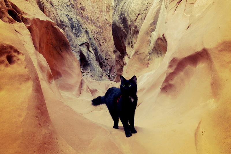 Illustration for article titled Your afternoon squee: Millie, the rock-climbing cat.